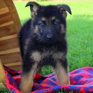 Grasshopper Jr, German Shepherd Puppy