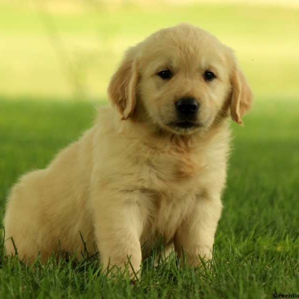 Grayson, Golden Retriever Puppy