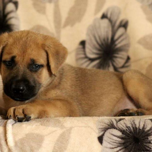 Grayson, Cane Corso Mix Puppy