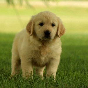 Grayson, Golden Retriever Puppy