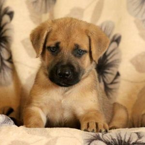 Grayson, Cane Corso Mix Puppy