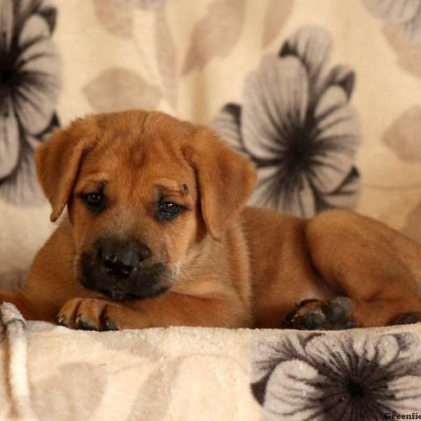 Grecco, Cane Corso Mix Puppy