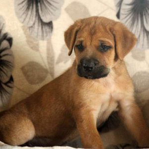 Grecco, Cane Corso Mix Puppy