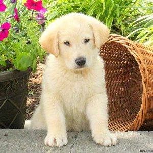 Greg, Alaskan Malamute Mix Puppy