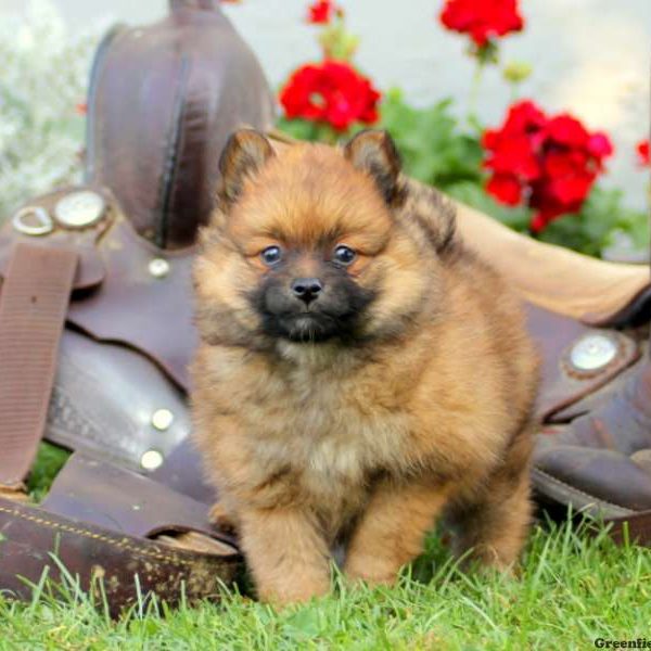 Gregory, Pomsky Puppy