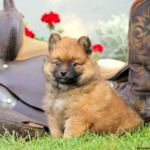 Gregory, Pomsky Puppy