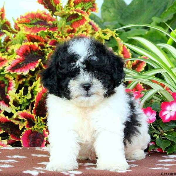 Greta, Shichon / Teddy Bear Puppy