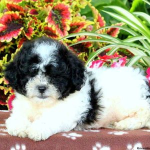 Greta, Shichon / Teddy Bear Puppy