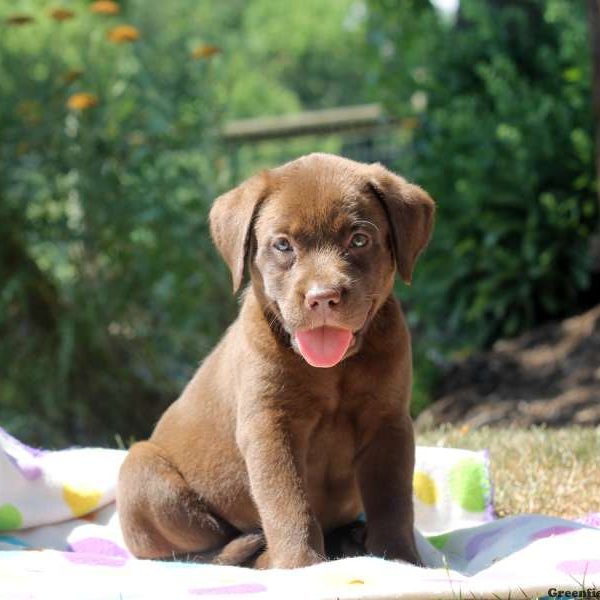 Gretta, Labrador Retriever-Chocolate Puppy