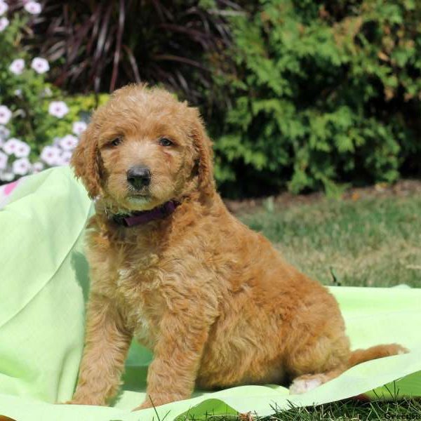 Gretta, Labradoodle Puppy