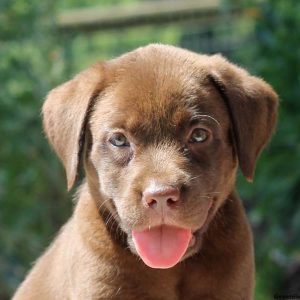 Gretta, Labrador Retriever-Chocolate Puppy