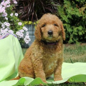 Gretta, Labradoodle Puppy