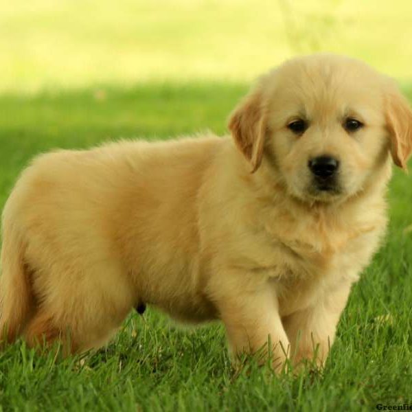 Grover, Golden Retriever Puppy