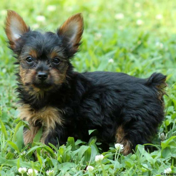 Grover, Yorkshire Terrier Puppy