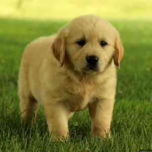 Grover, Golden Retriever Puppy