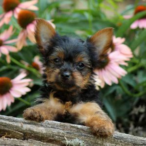 Grover, Yorkshire Terrier Puppy