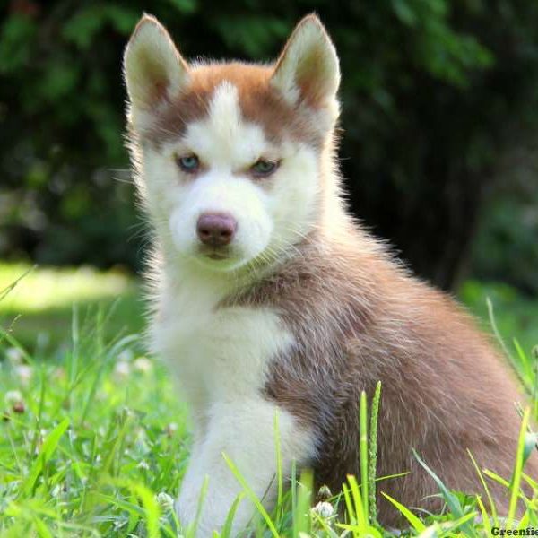 Gunther, Siberian Husky Puppy