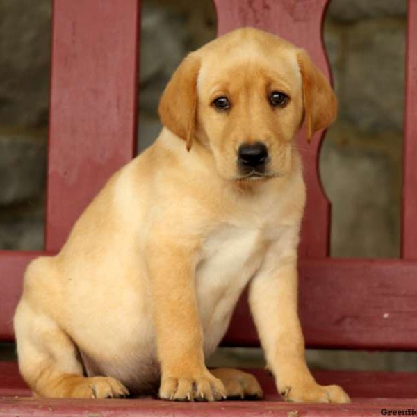 Gunther, Labby Dabby Doo Puppy