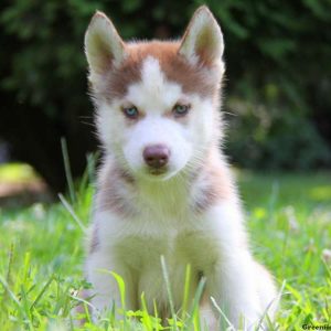 Gunther, Siberian Husky Puppy