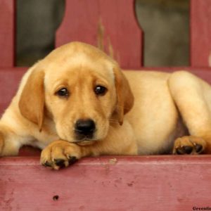 Gunther, Labby Dabby Doo Puppy