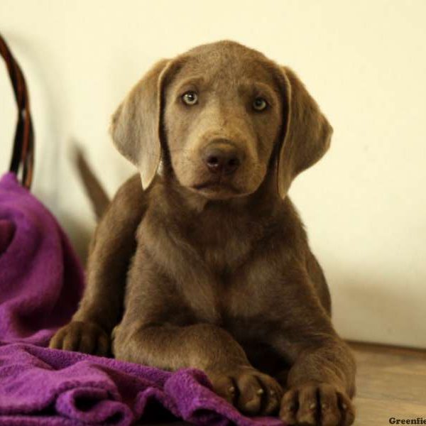 Gus, Labrador Retriever-Silver Puppy