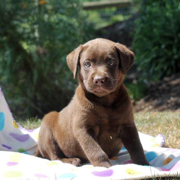 Gus, Labrador Retriever-Chocolate Puppy