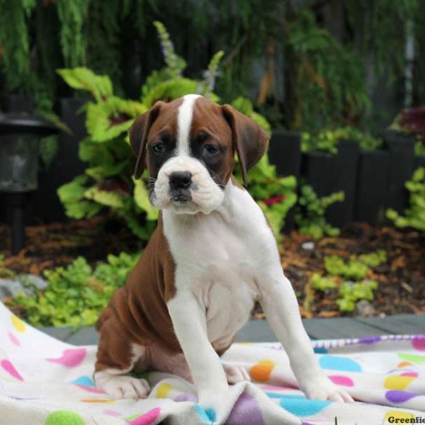 Gus, Boxer Puppy