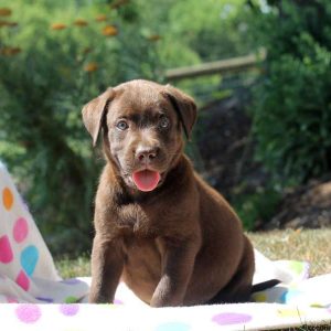 Gus, Labrador Retriever-Chocolate Puppy