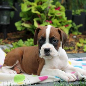 Gus, Boxer Puppy