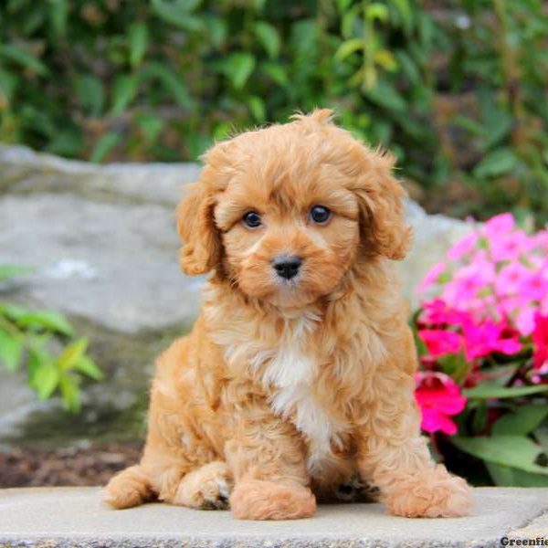 Gussy, Cavapoo Puppy