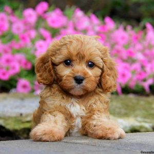 Gussy, Cavapoo Puppy