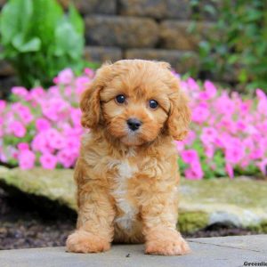 Gussy, Cavapoo Puppy