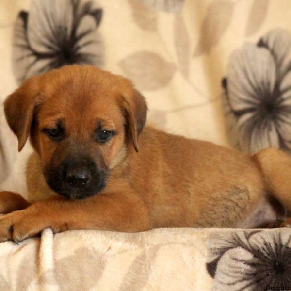 Gusty, Cane Corso Mix Puppy