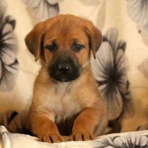 Gusty, Cane Corso Mix Puppy