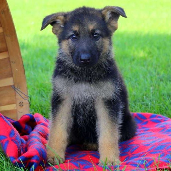 Gwen Rose, German Shepherd Puppy