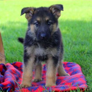 Gwen Rose, German Shepherd Puppy