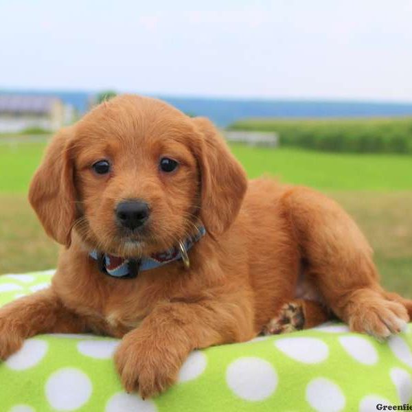 Gwen, Labradoodle-Miniature Puppy