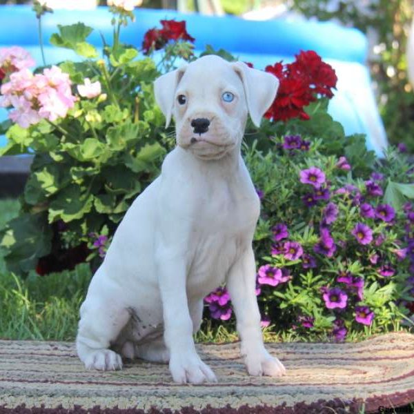 Gwen, Boxer Puppy