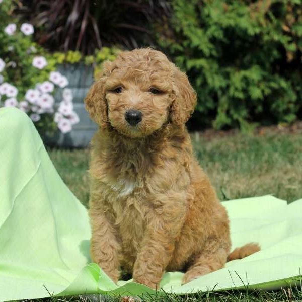 Gwen, Labradoodle Puppy