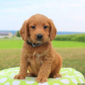 Gwen, Labradoodle-Miniature Puppy