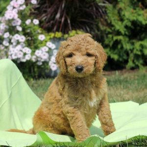 Gwen, Labradoodle Puppy