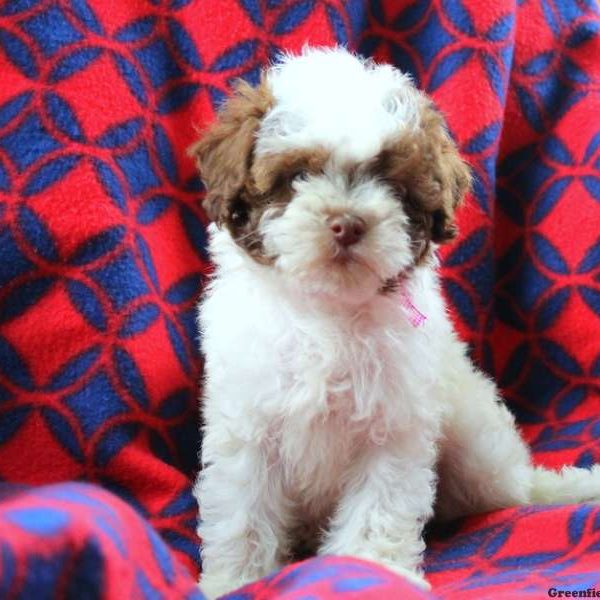 Hadassah, Shih-Poo Puppy