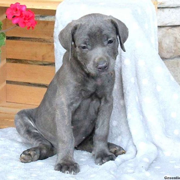 Hadassah, Cane Corso Puppy