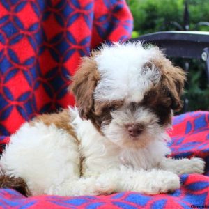 Hadassah, Shih-Poo Puppy