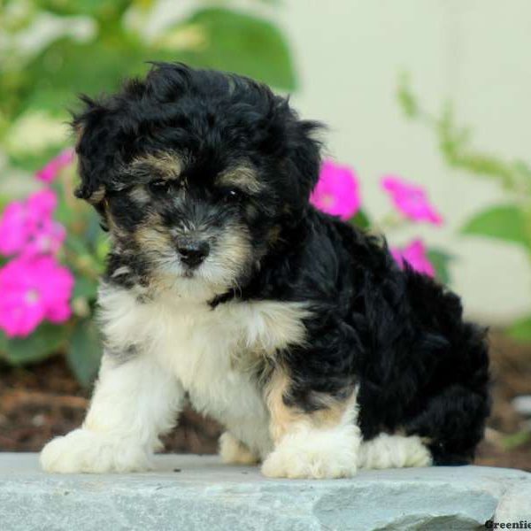 Haddie, Havanese Puppy