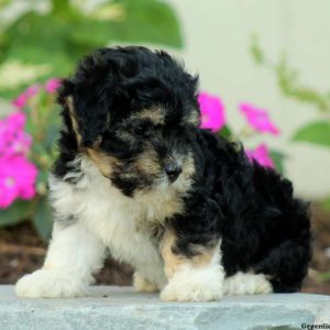 Haddie, Havanese Puppy