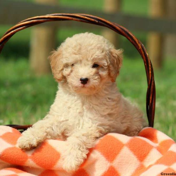 Haddley, Miniature Poodle Puppy