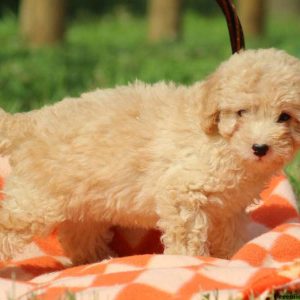 Haddley, Miniature Poodle Puppy