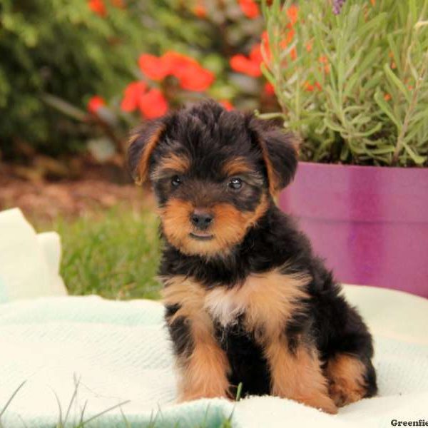 Haden, Yorkshire Terrier Puppy