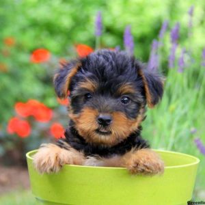 Haden, Yorkshire Terrier Puppy